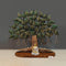 Iron Tree Of Life Showpiece With Mediating Buddha Statue 